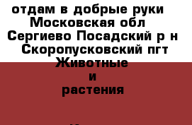 отдам в добрые руки - Московская обл., Сергиево-Посадский р-н, Скоропусковский пгт Животные и растения » Кошки   . Московская обл.